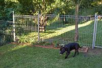  Tigger at Peggy's new back fence