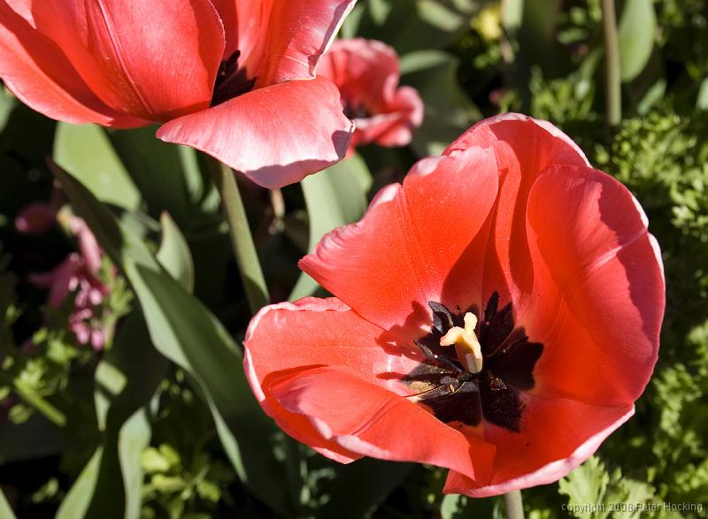 Floriade2008-26