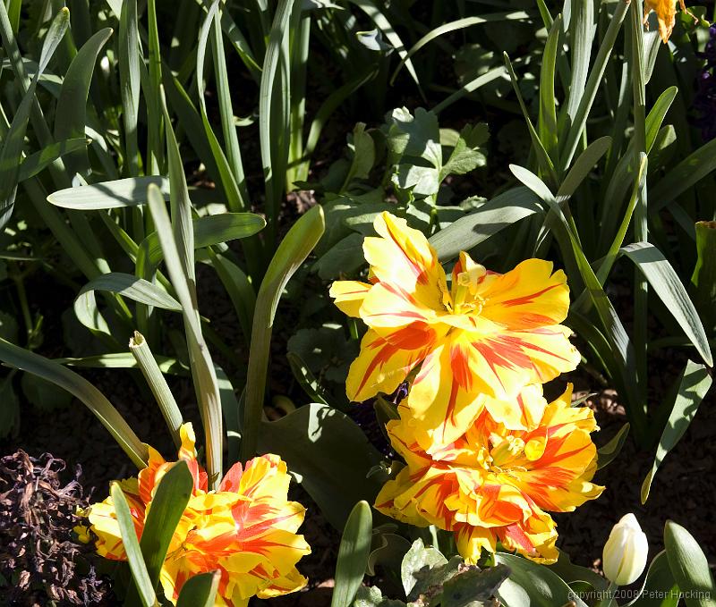 Floriade2008-28