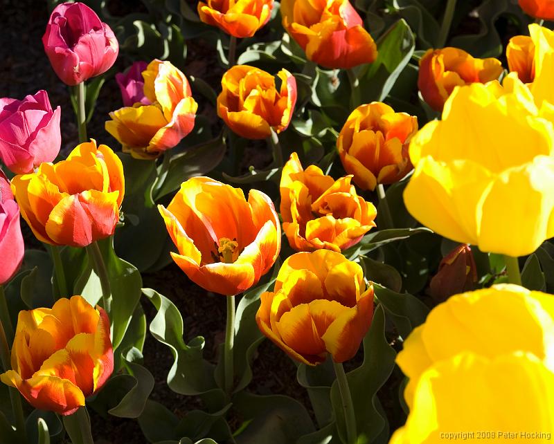 Floriade2008-30
