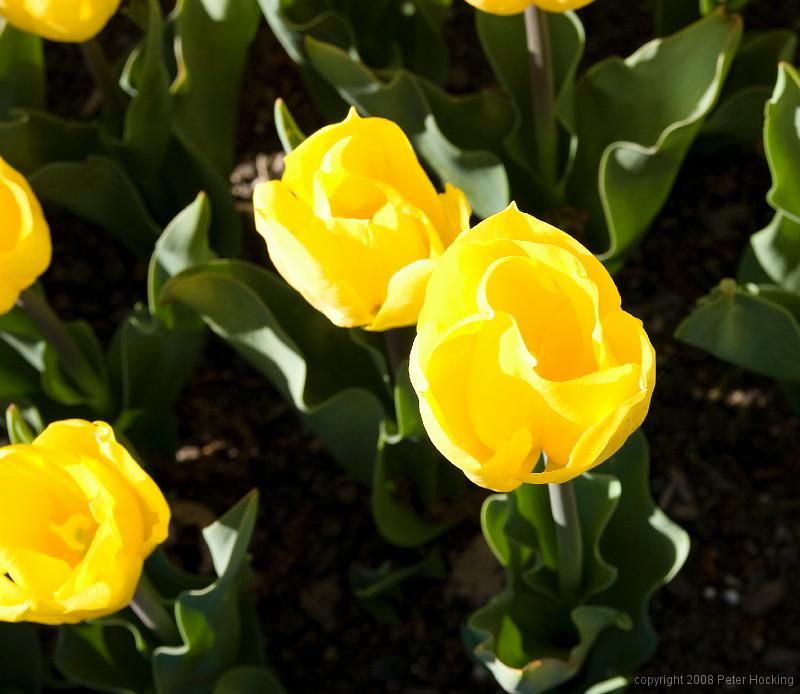 Floriade2008-33