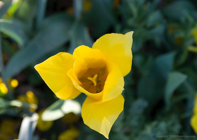 Floriade2008-51