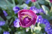 Floriade2008-44