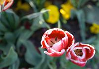 Floriade2008-50
