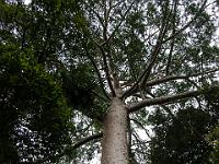 Cairns2009-185  a tall tree :) : 2009 Holidays, Cairns, Queensland, road trip