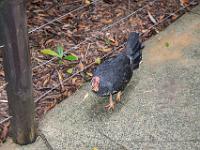 Cairns2009-198  fearless bush turkey : 2009 Holidays, Cairns, Queensland, road trip