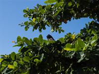 Cairns2009-286  black cockatoo, The Strand, Townsville : 2009 Holidays, Cairns, Queensland, road trip