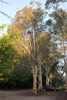  gum trees in the car park