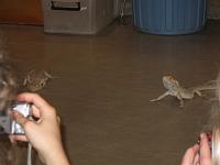  Reptiles at the reptile park at Alice Springs