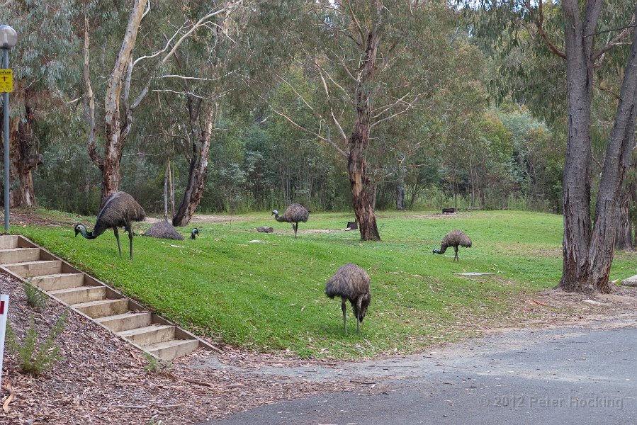 Tidbinbilla-41