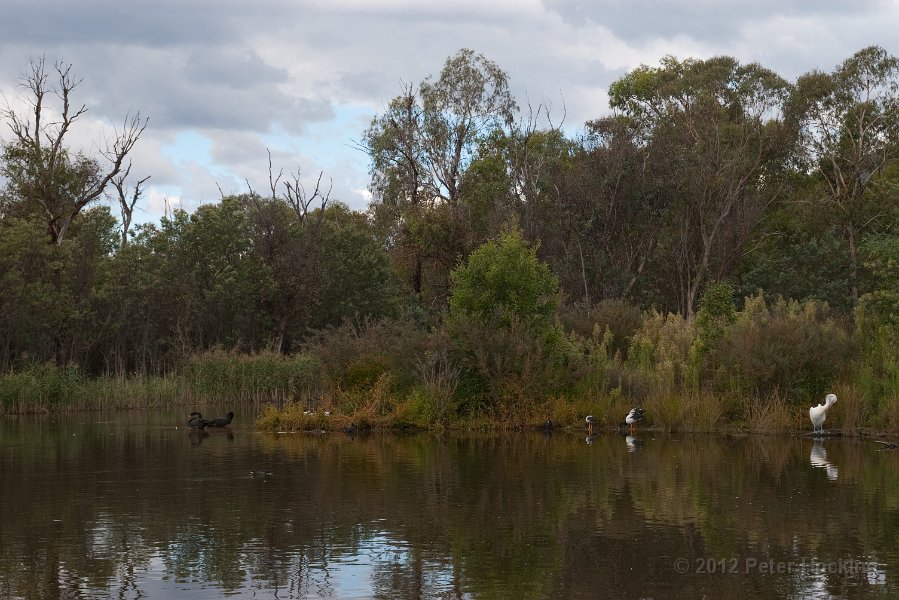 Tidbinbilla-71