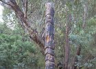 Tidbinbilla-39  Totem pole. What it's relevence is I don't know. : March, Tidbinbilla Nature Reserve, radio telescope