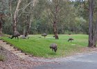 Tidbinbilla-41  Emus : March, Tidbinbilla Nature Reserve, radio telescope