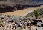 P1000379  Colorado River at the bottom of the Grand Canyon