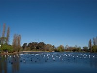 Floriade2013-119 : 2013, Canberra, Floriade