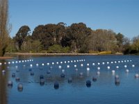 Floriade2013-122 : 2013, Canberra, Floriade