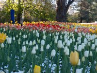 Floriade2013-160 : 2013, Canberra, Floriade