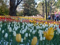 Floriade2013-161 : 2013, Canberra, Floriade