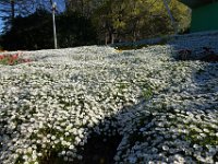 Floriade2013-17 : 2013, Canberra, Floriade