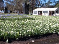 Floriade2013-18-2 : 2013, Canberra, Floriade