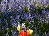 Floriade2013-29 : 2013, Canberra, Floriade