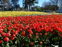 Floriade2013-3 : 2013, Canberra, Floriade