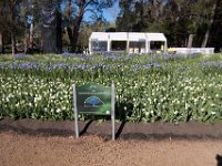 Floriade2013-33 : 2013, Canberra, Floriade