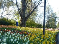 Floriade2013-46 : 2013, Canberra, Floriade