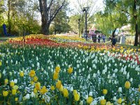 Floriade2013-52 : 2013, Canberra, Floriade