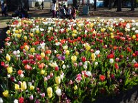 Floriade2013-8 : 2013, Canberra, Floriade