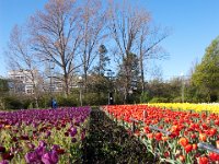 Floriade2013-86 : 2013, Canberra, Floriade