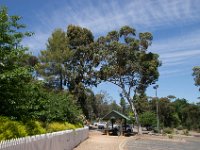 WaggaNov2014-101 : Botanic Garden, Wagga, flowers