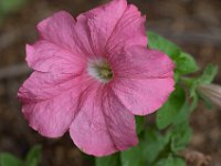 WaggaNov2014-17 : Botanic Garden, Wagga, flowers