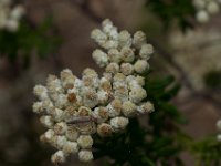 WaggaNov2014-22 : Botanic Garden, Wagga, flowers