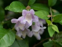 WaggaNov2014-27 : Botanic Garden, Wagga, flowers