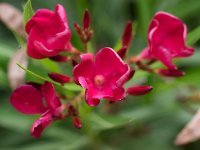 WaggaNov2014-28 : Botanic Garden, Wagga, flowers