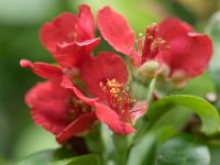 WaggaNov2014-29 : Botanic Garden, Wagga, flowers