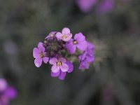 WaggaNov2014-30 : Botanic Garden, Wagga, flowers