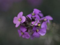 WaggaNov2014-32 : Botanic Garden, Wagga, flowers