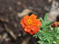 WaggaNov2014-37 : Botanic Garden, Wagga, flowers