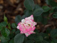 WaggaNov2014-38 : Botanic Garden, Wagga, flowers