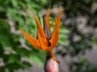 WaggaNov2014-40 : Botanic Garden, Wagga, flowers