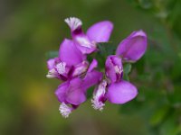 WaggaNov2014-41 : Botanic Garden, Wagga, flowers