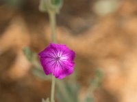 WaggaNov2014-44 : Botanic Garden, Wagga, flowers