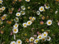 WaggaNov2014-46 : Botanic Garden, Wagga, flowers