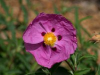 WaggaNov2014-47 : Botanic Garden, Wagga, flowers