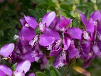 WaggaNov2014-50 : Botanic Garden, Wagga, flowers