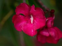 WaggaNov2014-51 : Botanic Garden, Wagga, flowers