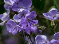 WaggaNov2014-55 : Botanic Garden, Wagga, flowers