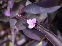 WaggaNov2014-59 : Botanic Garden, Wagga, flowers